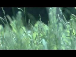 Prince Among Slaves - Trailer