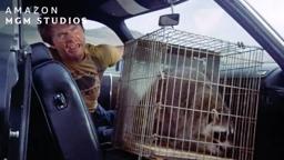 Hitchhiking With A Raccoon