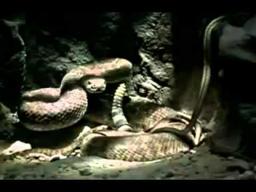 Venomous 2001 movie trailer