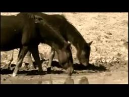 Trailer Oficial Cuates de Australia / Everardo González