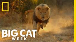 Official Preview | Man v. Lion