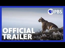 Pumas: Legends of the Ice Mountains | Official Trailer | NATURE | PBS
