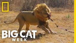 Boone Smith | Man v. Lion