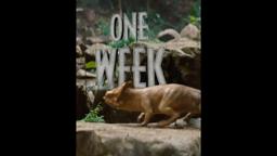 You ready? Jurassic World Rebirth hits theaters in ONE WEEK. Get your tickets now!