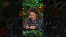 Antonio Banderas and Olivia Colman Discuss Their Favorite Popcorn