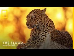 Official Trailer | The Flood | National Geographic UK