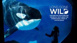 Long Gone Wild Trailer