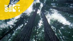 Another Side of the Forest