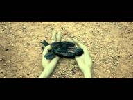 Heals a Bird on the Side Of The Road