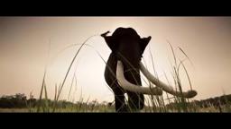 Shooting an Elephant - Teaser [HD]