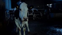"COW" Andrea ARNOLD [First Look Clip 2]