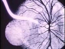 'CLAIRE THE MOVING PICTURE" CLIPS www.clairesilentmovie.com