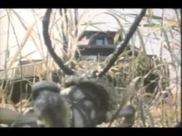 Bugged Trailer 1996