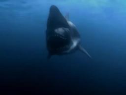 Malibu Shark Attack (2009) - Official Trailer