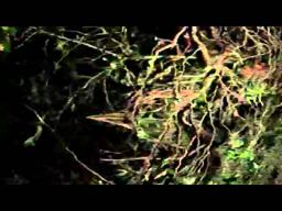 Evidence - Trailer (English)