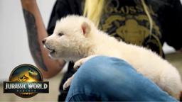 A Colossal Discussion