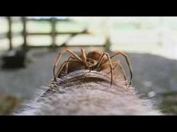 Charlotte's Web - Trailer 2