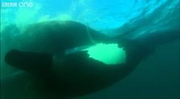 Extraordinary Courtship - Ocean Giants - BBC One