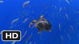 Turtle: The Incredible Journey Movie (2011) Trailer HD