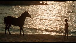 Caleb Deschanel on Filming THE BLACK STALLION