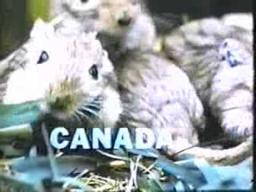 Joyce Wieland- Rat Life and Diet in North America