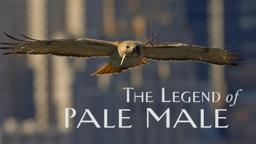TRAILER The Legend of Pale Male
