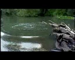 My Brother Tom - Trailer