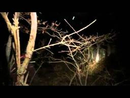 R51   Found Footage Trailer