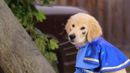 Super Buddies - Trailer