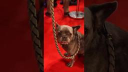 POV: it's the UK premiere of your film.