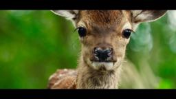 Bambi : A Tale of Life in the Woods - Trailer (English version)