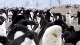 The Last Ocean - Official Trailer