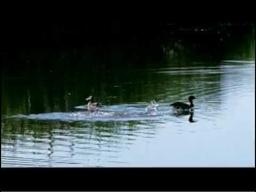 Birdie & Bogey - Official Trailer