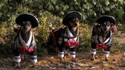 Beverly Hills Chihuahua 3 Trailer #1