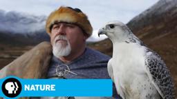 Wild Way of the Vikings Preview | NATURE | PBS