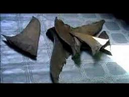Sharkwater Trailer