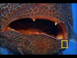 Jewels of the caribbean