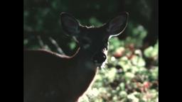Autumn Evening (16mm, Ektachrome 100D)