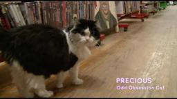 At the Video Store: Odd Obsession Movies into Scarecrow Video