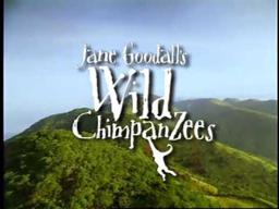 Jane Goodall's Wild Chimpanzees