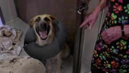 Life in the Doghouse movie trailer