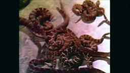 Rattlers (1976) - Trailer