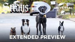 The Worst Dog Owner Does Indeed Exist Extended Preview