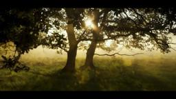 Relaxing Guided Meditation