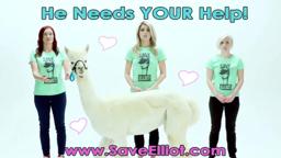 HELP OUR ALPACA FRIENDS! #Dirty30Movie