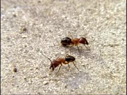 RANT (Short, 1996) Action-adventure buddy picture starring two ants