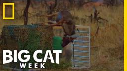 Wildebeest Puke | Man v. Lion