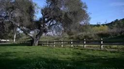 Staring at Trees