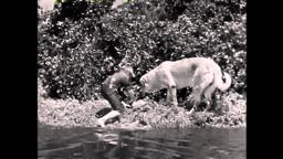 Disneyland   4 10   The Best Doggoned Dog in the World