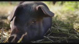 Magnificent Beast: Documentary by Maine mother and son